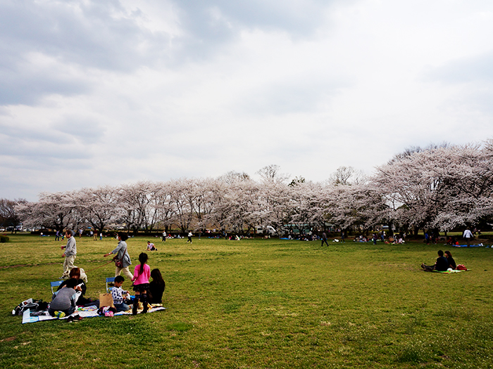 熊谷近隣 桜お花見スポット15 行田 鴻巣 深谷編 くまがやねっと情報局 熊谷のことならくまがやねっと